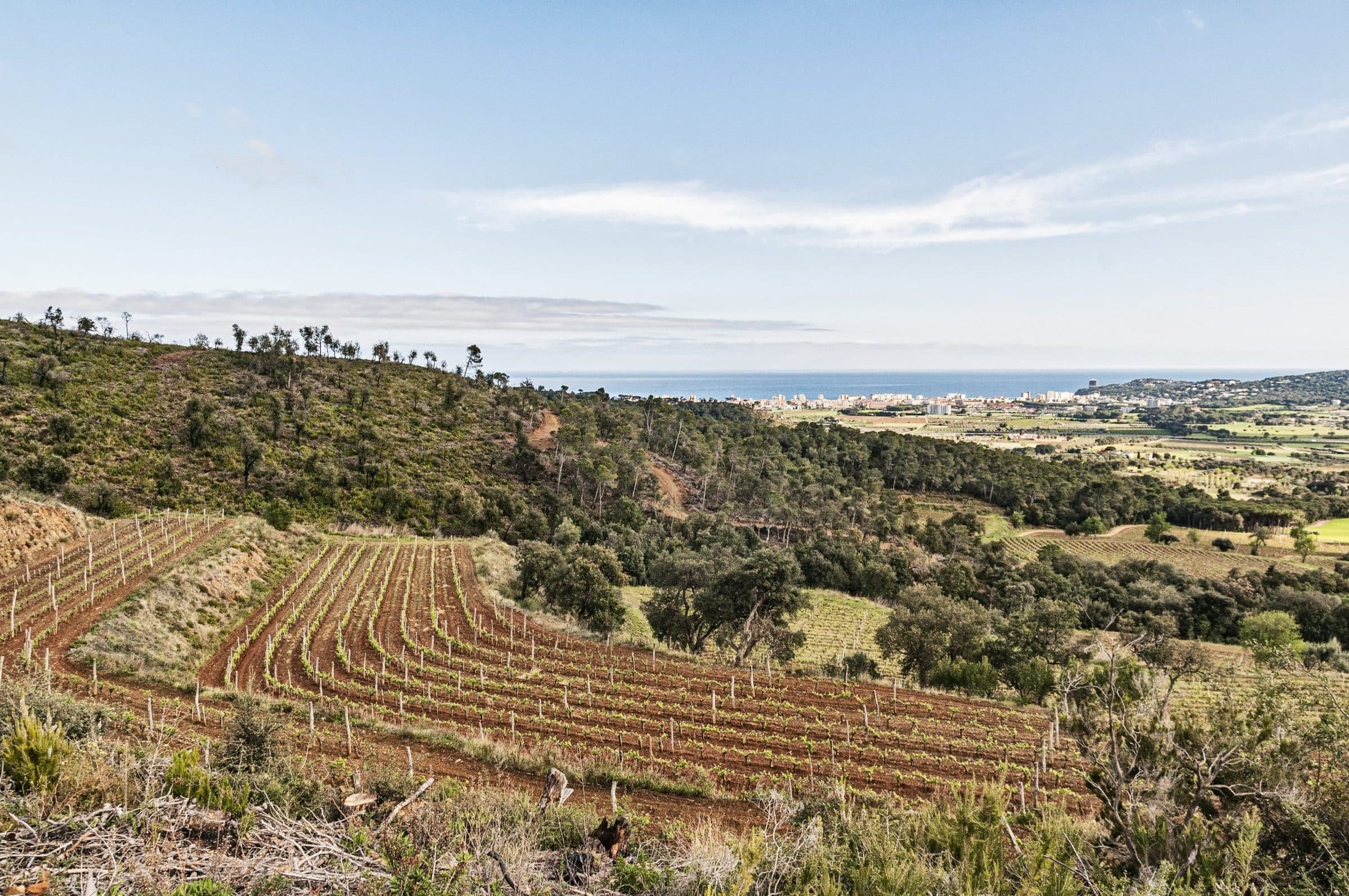 Viñedo en terrazas con el mar Mediterráneo al fondo
