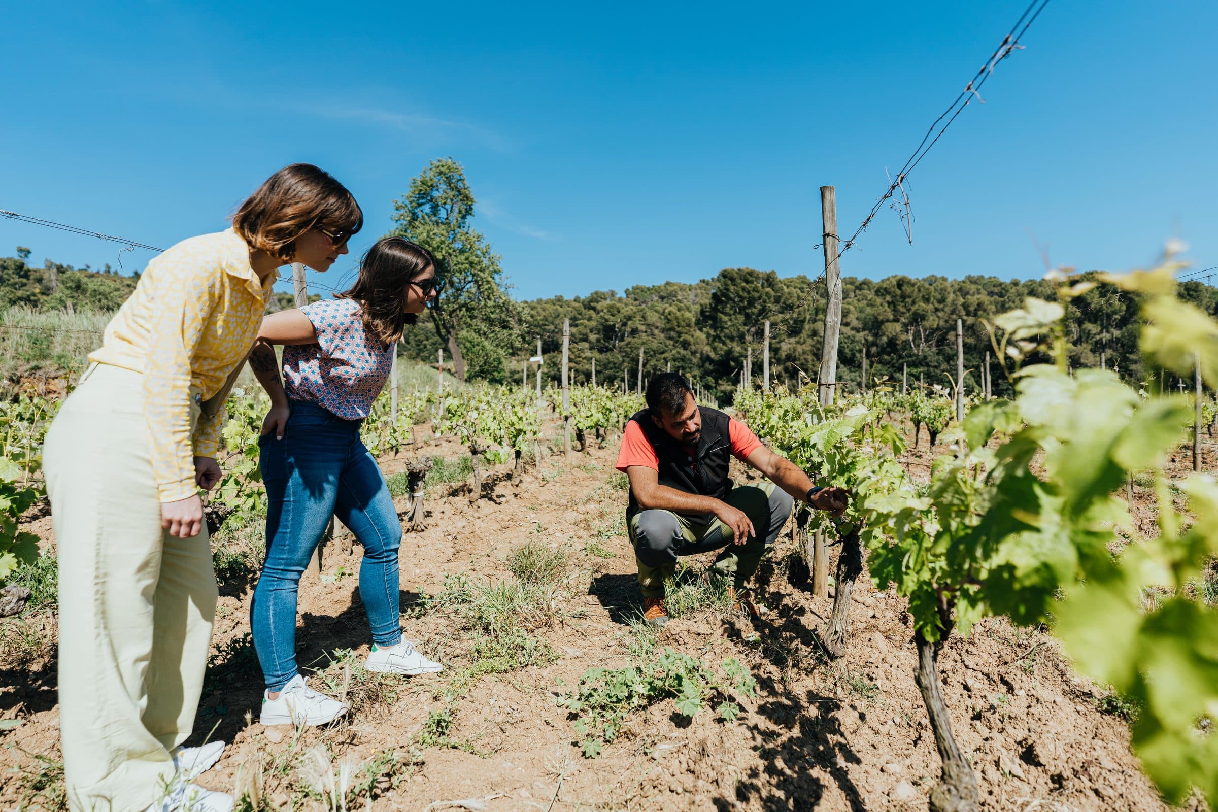 Viñedo, parcela de Garnacha